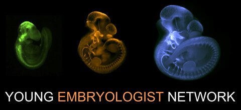 Young Embryologist Network