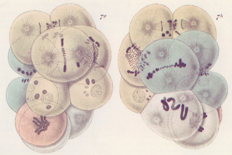 embrione di Ascaris (T.Boveri)