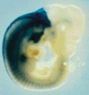 espressione di geni Hox in embrione di topo